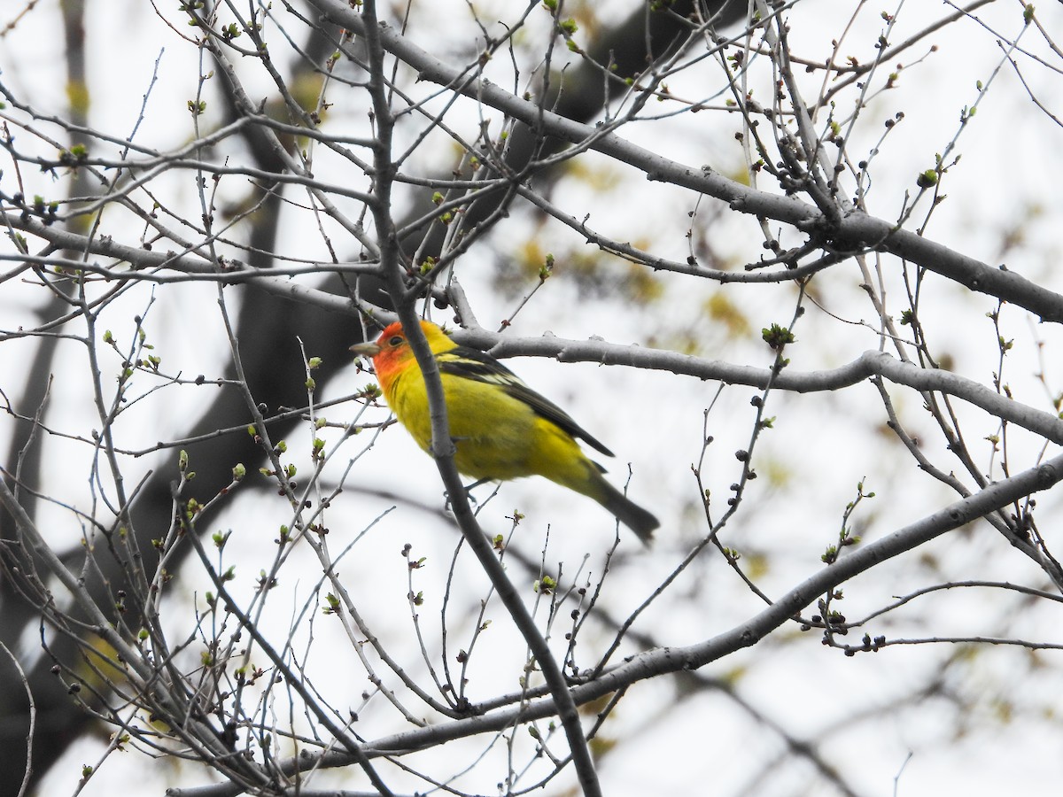 Western Tanager - ML618386522