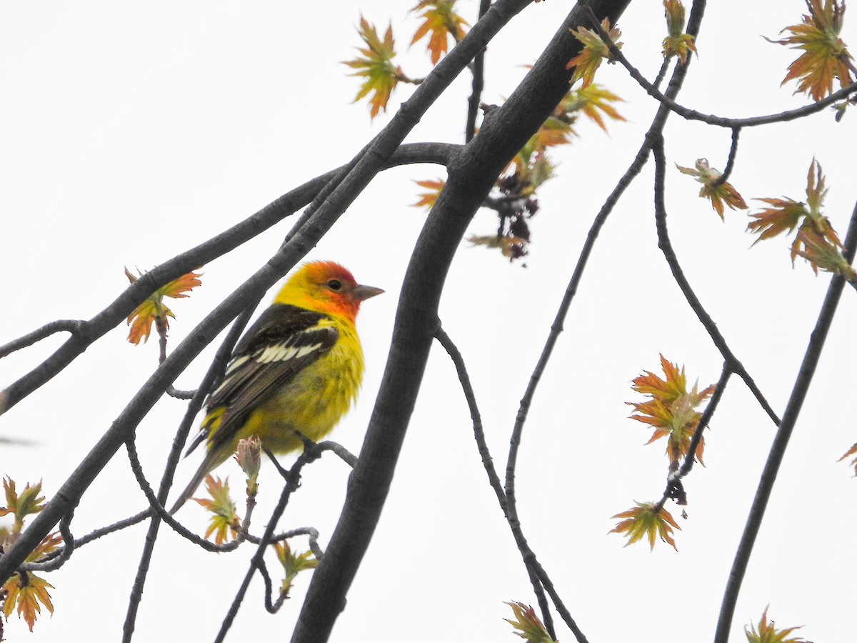 Western Tanager - ML618386526