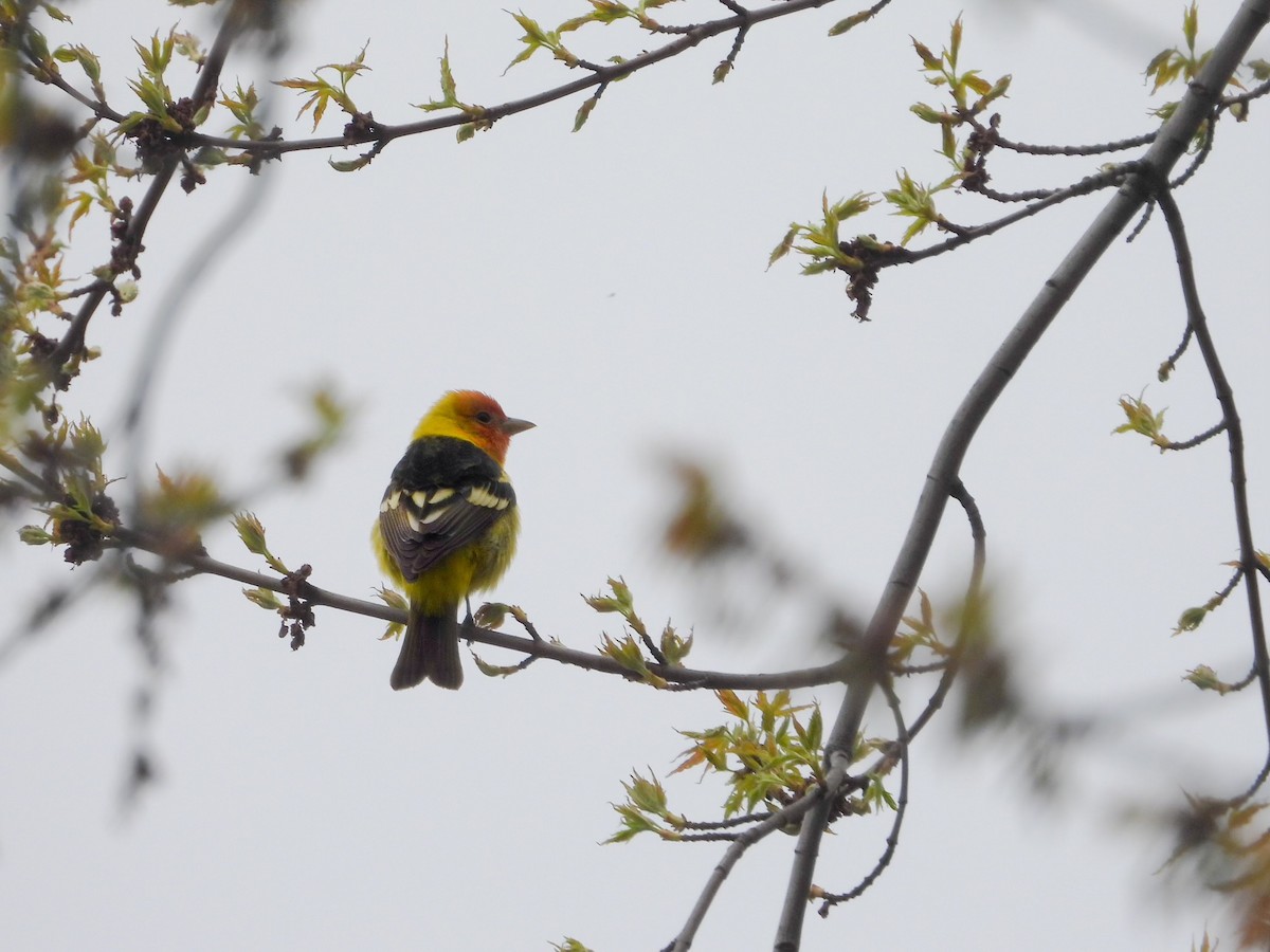 Western Tanager - ML618386530
