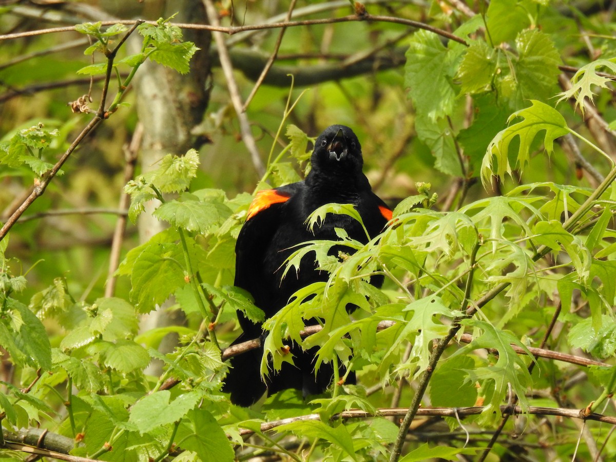Red-winged Blackbird - ML618386562