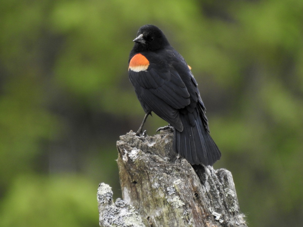Red-winged Blackbird - ML618386586