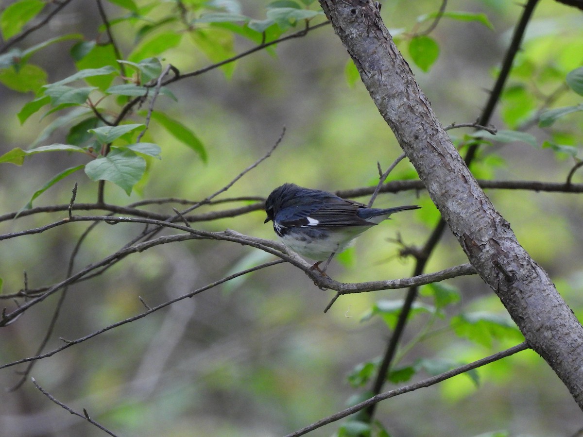 Black-throated Blue Warbler - George Prieksaitis