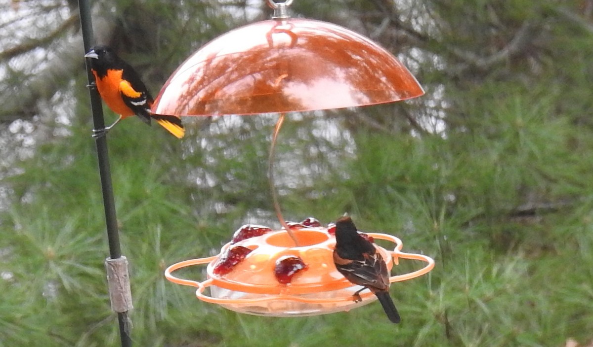 Orchard Oriole - ML618386610