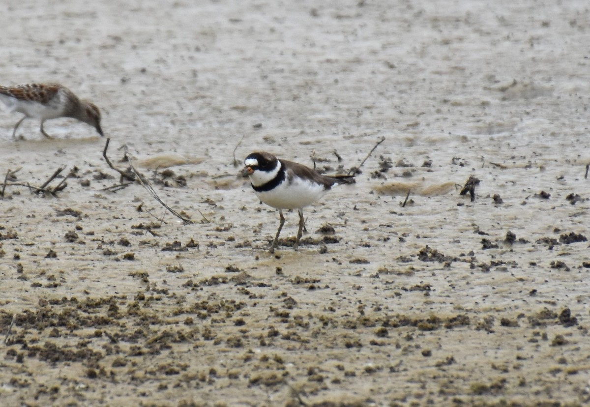 Semipalmated Plover - ML618386611