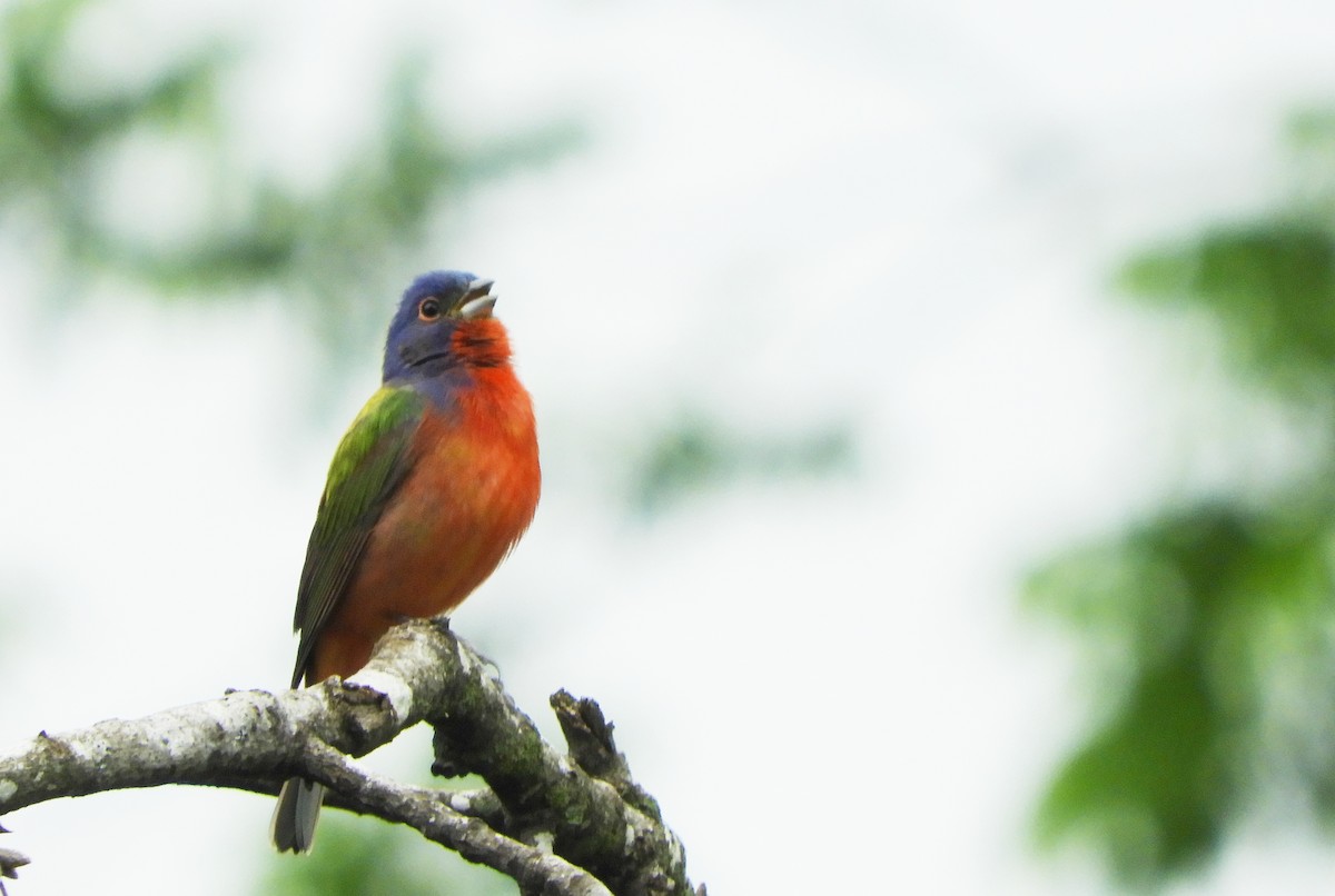 Painted Bunting - ML618386627