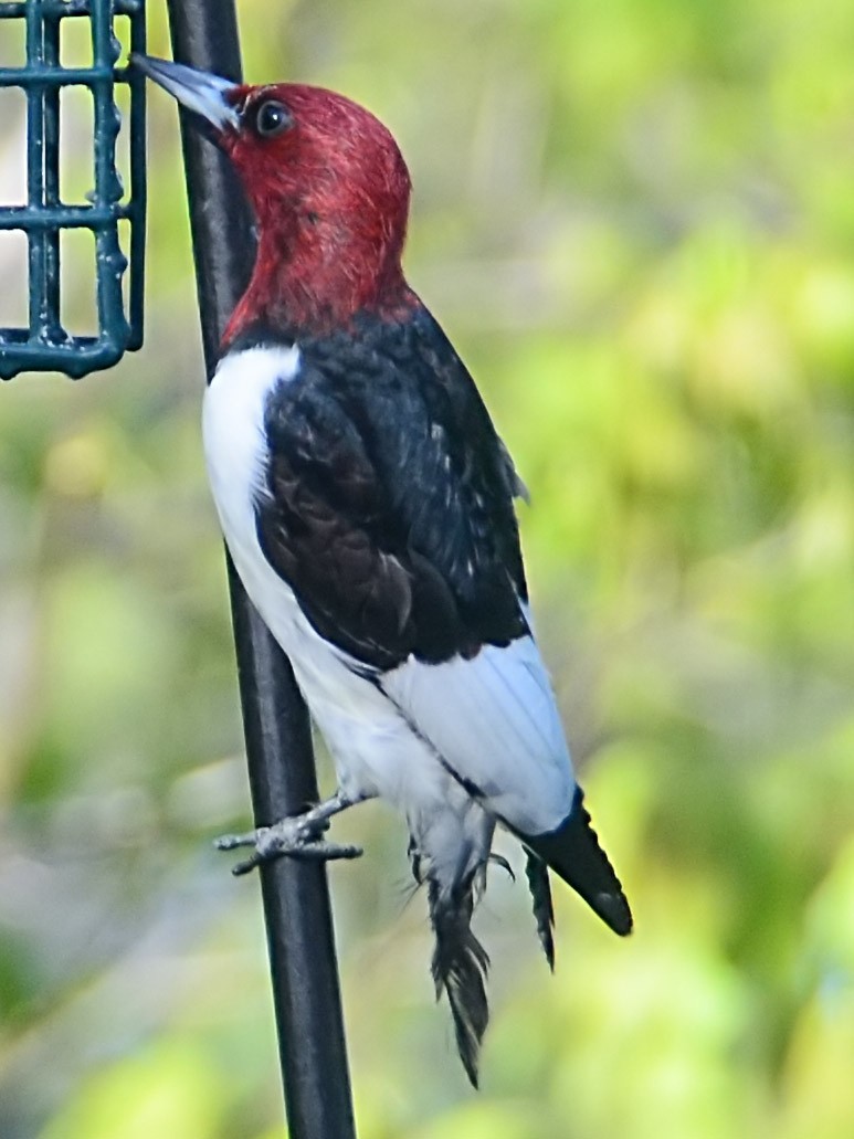 Red-headed Woodpecker - ML618386632