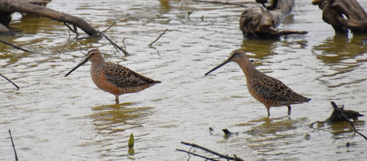 Long-billed Dowitcher - ML618386635