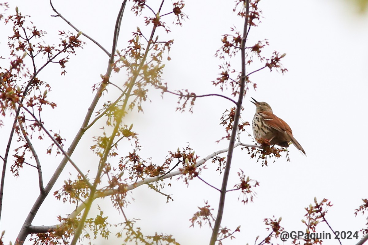 Brown Thrasher - Guy Paquin