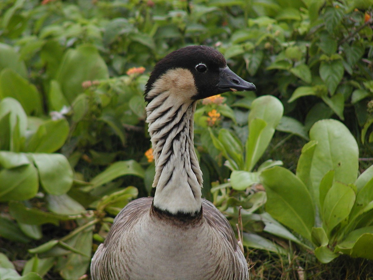 Hawaiian Goose - ML618386655