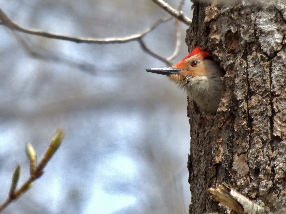 Red-bellied Woodpecker - ML618386675