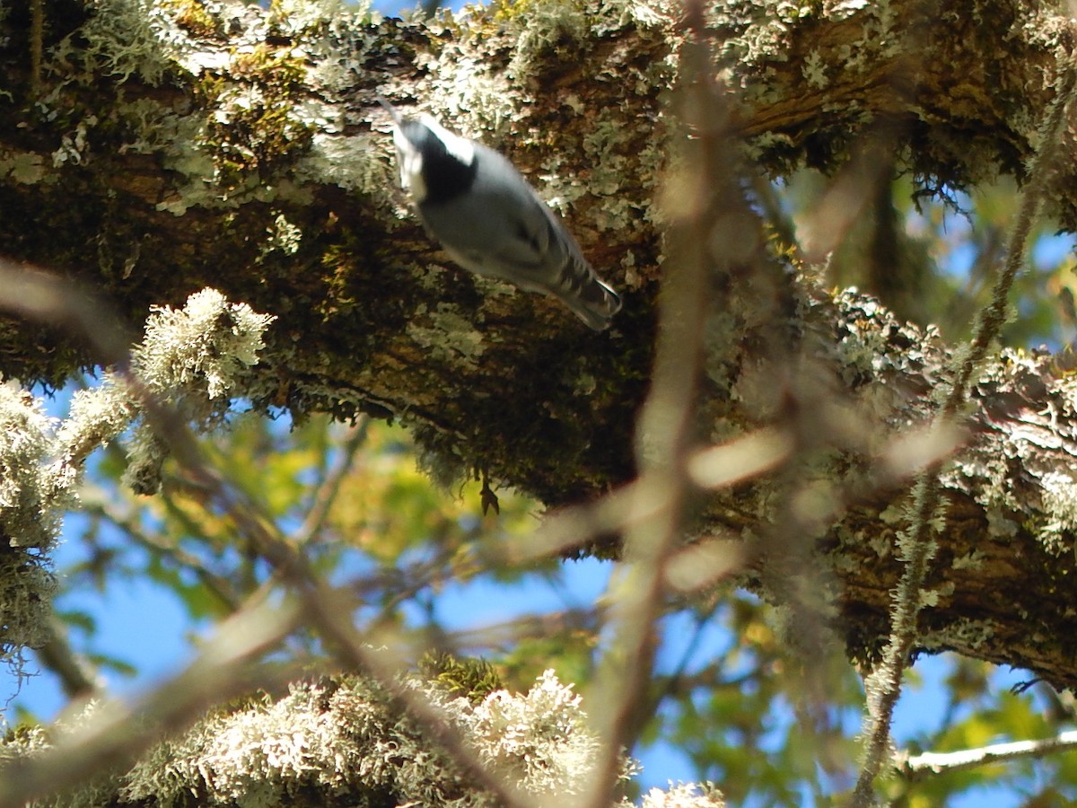 White-breasted Nuthatch - ML618386679