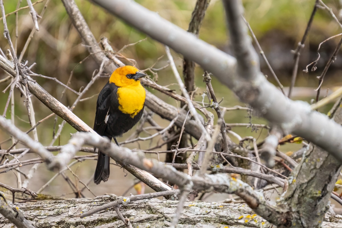 Yellow-headed Blackbird - ML618386686