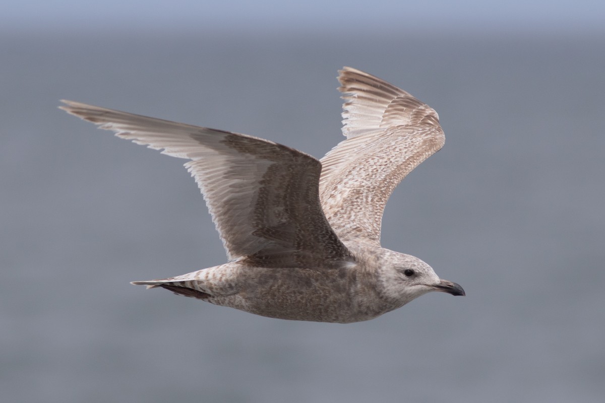 Iceland Gull (Thayer's) - Rob Fowler