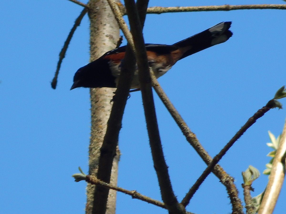 Spotted Towhee - ML618386729
