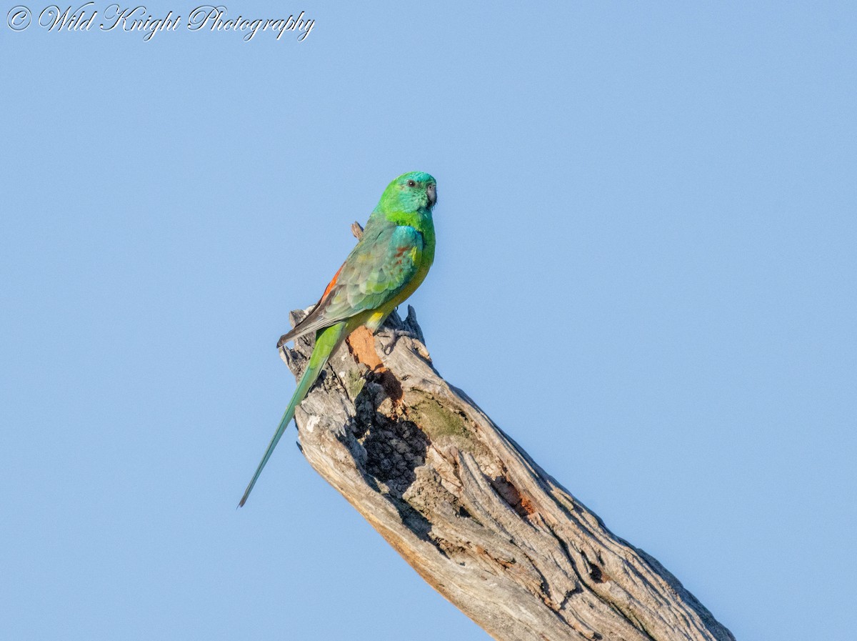 Red-rumped Parrot - ML618386732