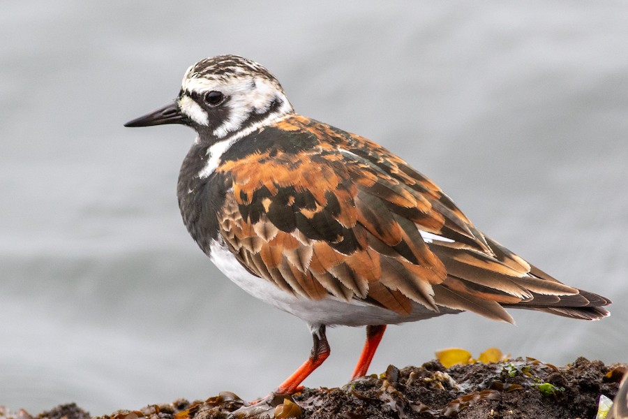 Ruddy Turnstone