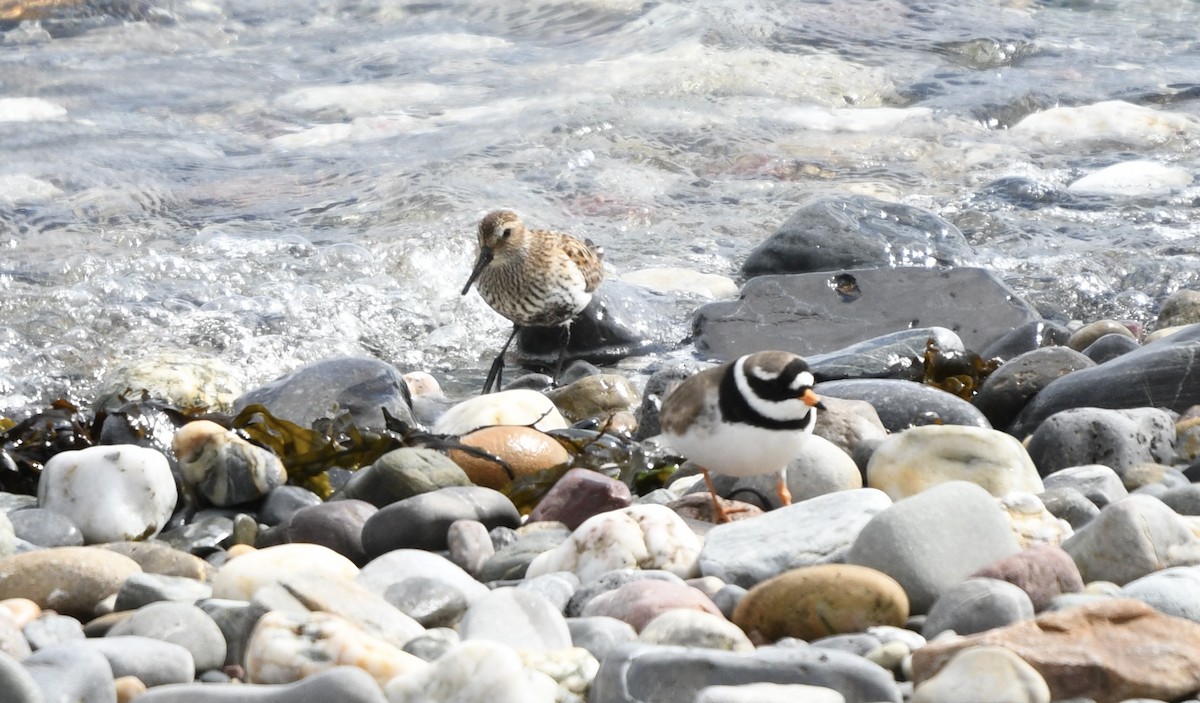 Common Ringed Plover - ML618386757