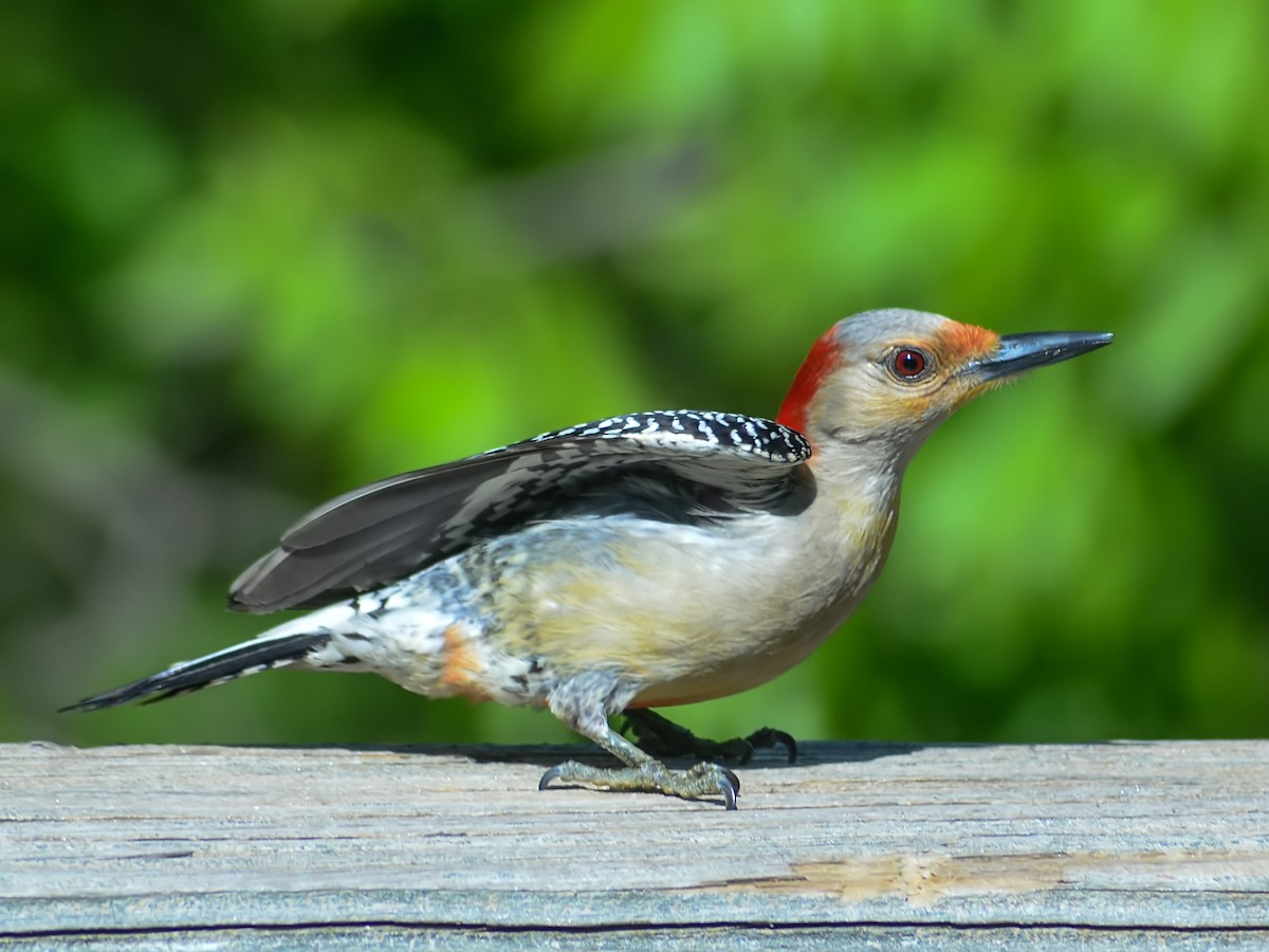 Red-bellied Woodpecker - Thomas Fuller