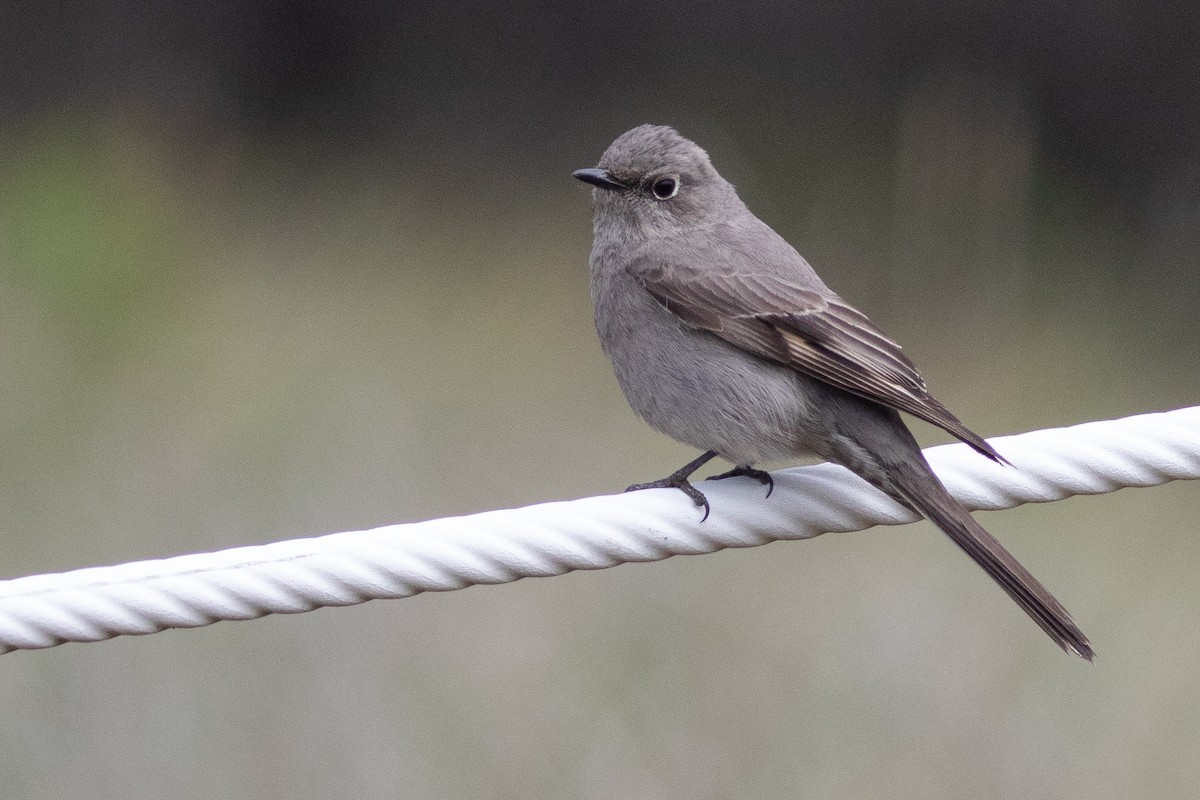 Townsend's Solitaire - ML618386771