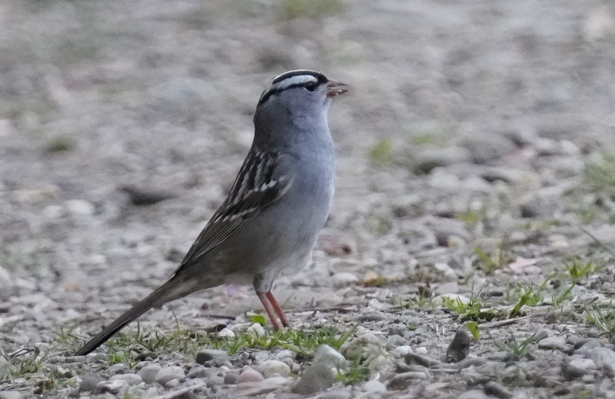 White-crowned Sparrow - ML618386786