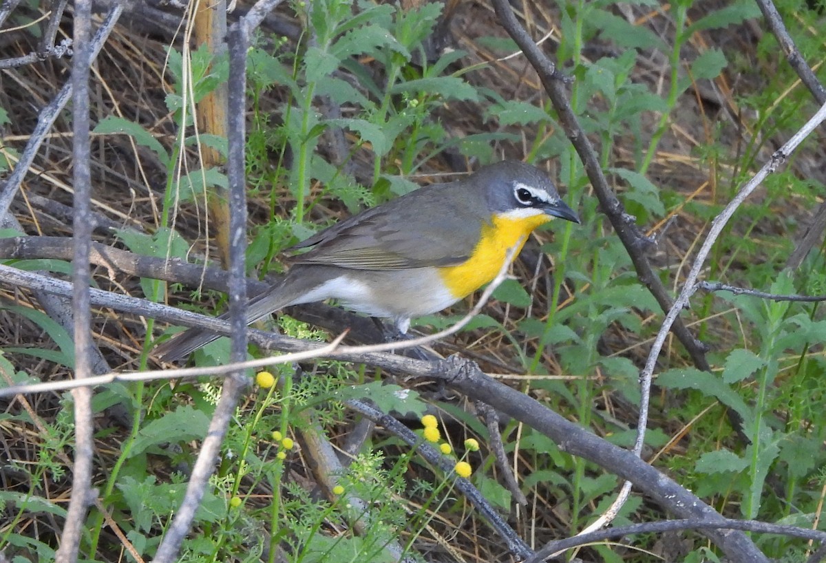 Yellow-breasted Chat - Steve Hosmer