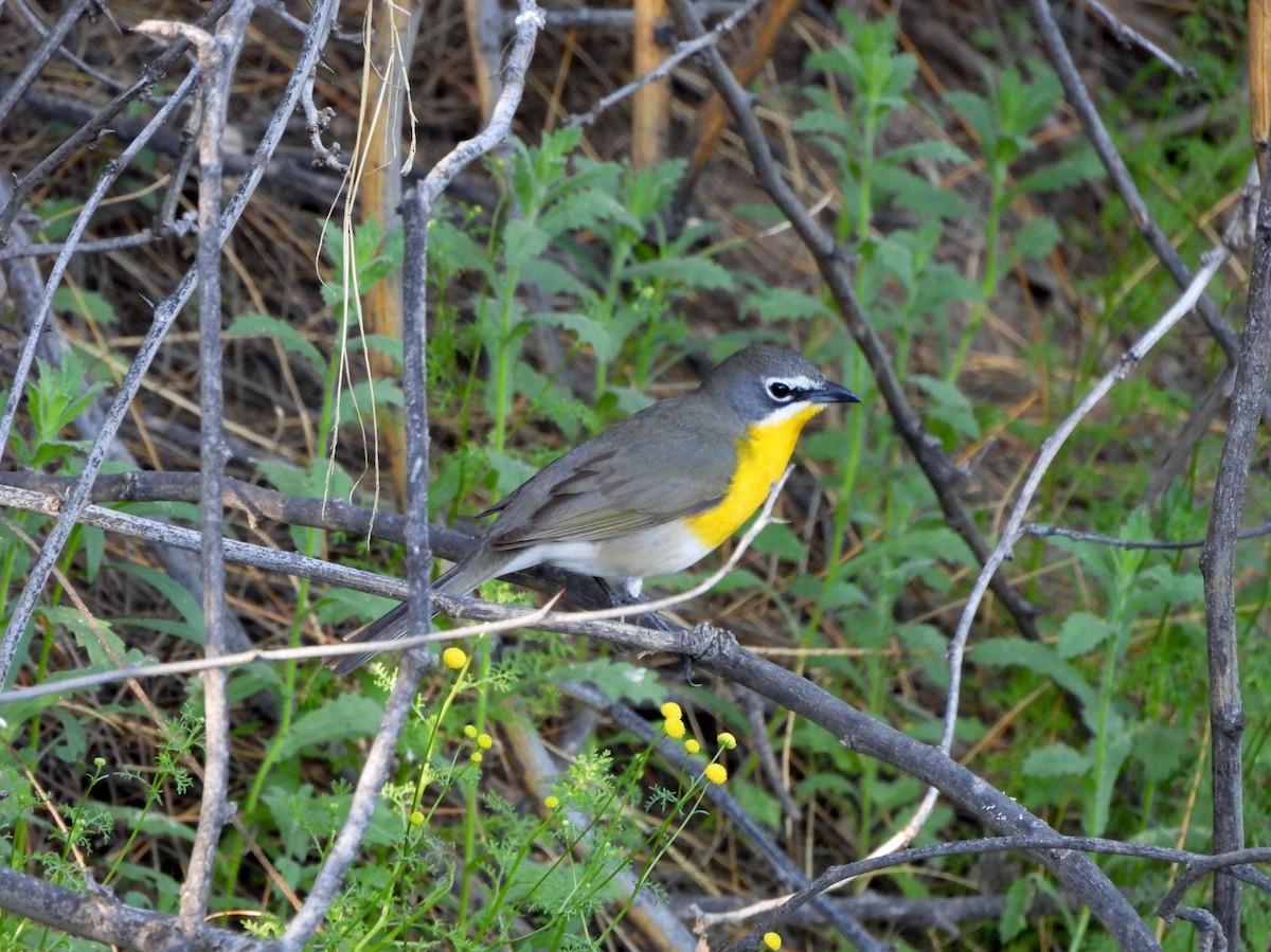 Yellow-breasted Chat - Steve Hosmer