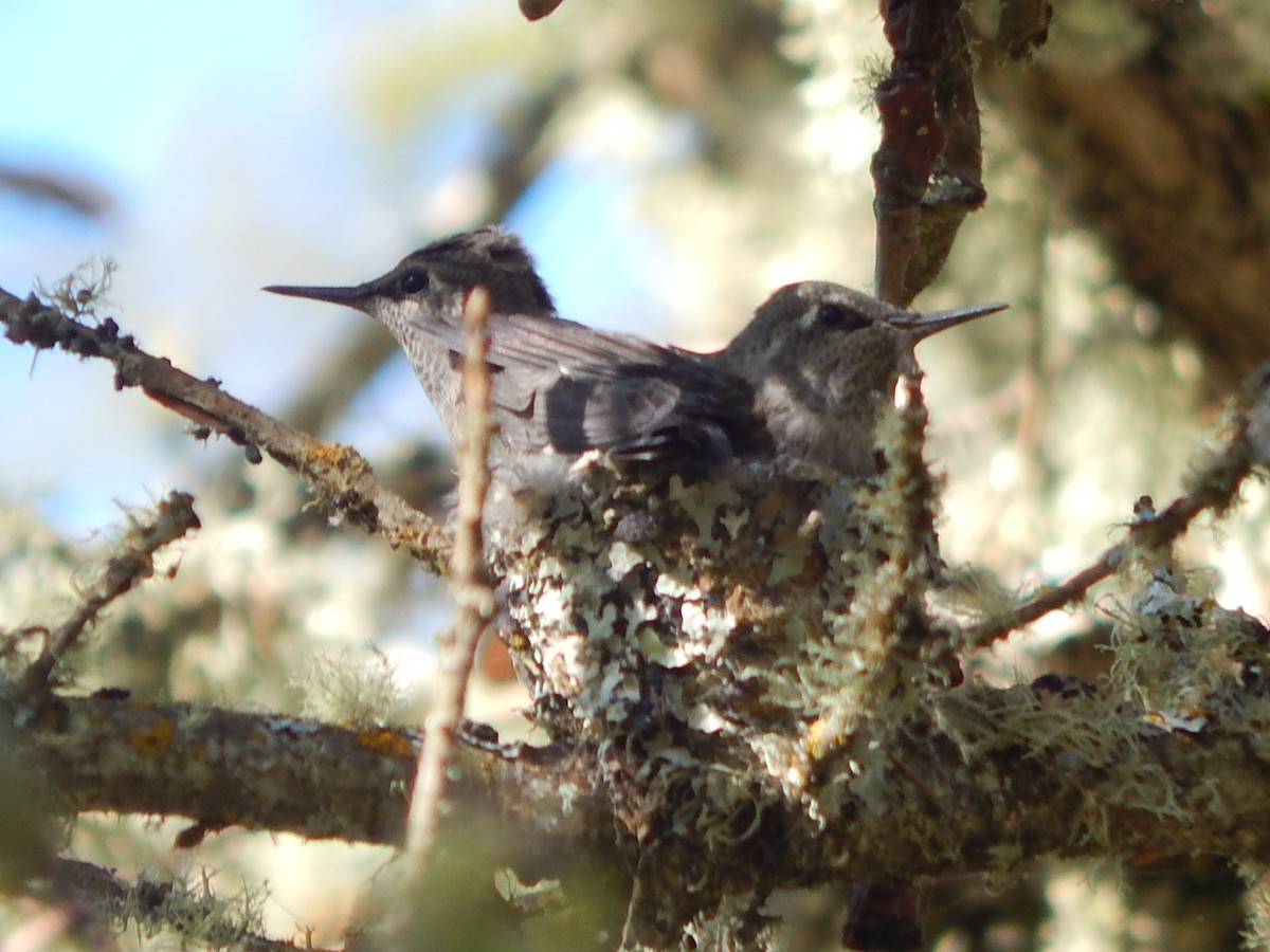 Anna's Hummingbird - ML618386844