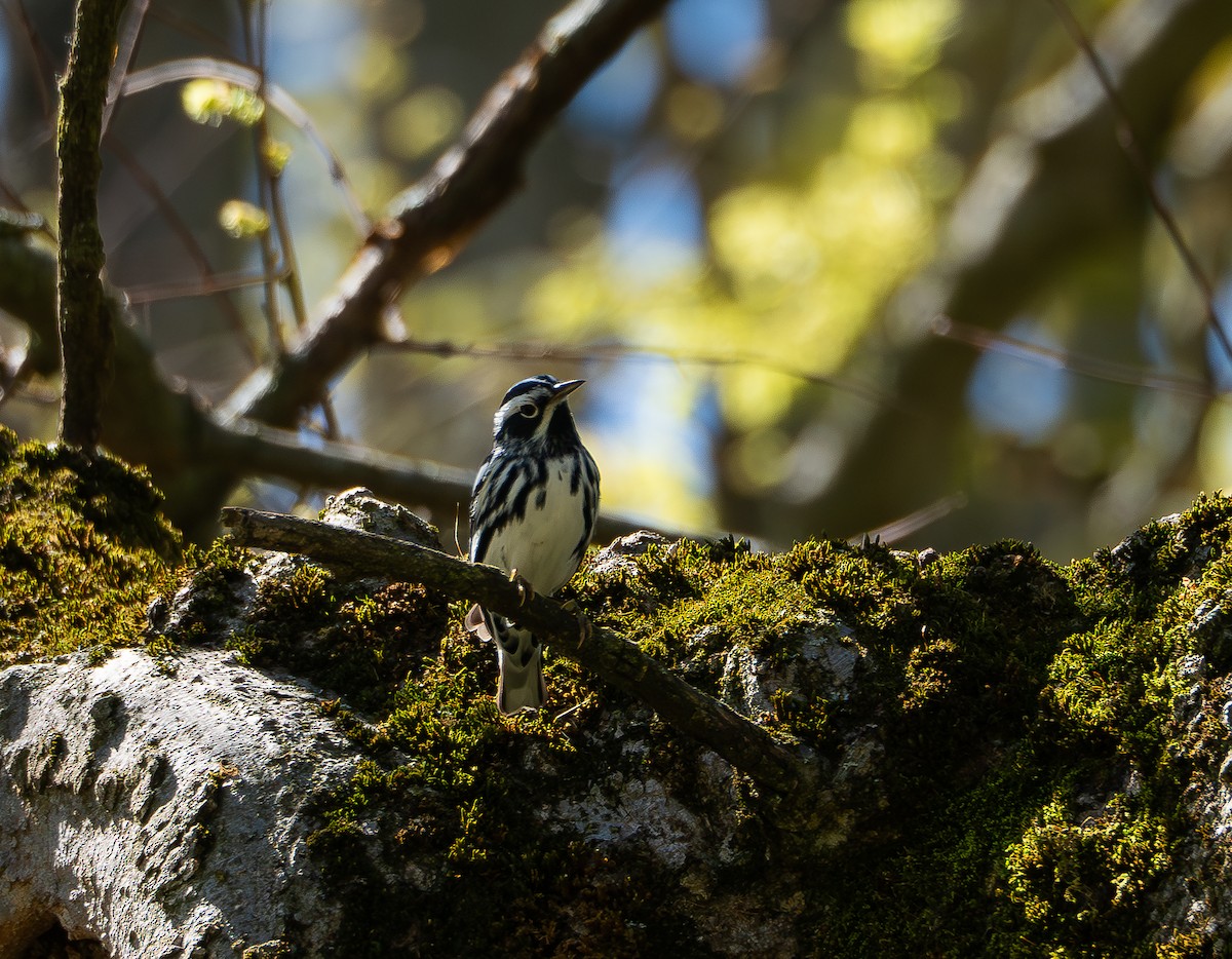 Black-and-white Warbler - ML618386847