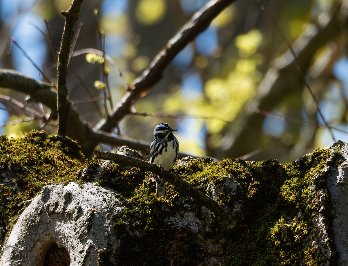 Black-and-white Warbler - ML618386849
