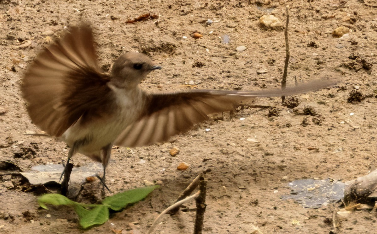Northern Rough-winged Swallow - ML618386852