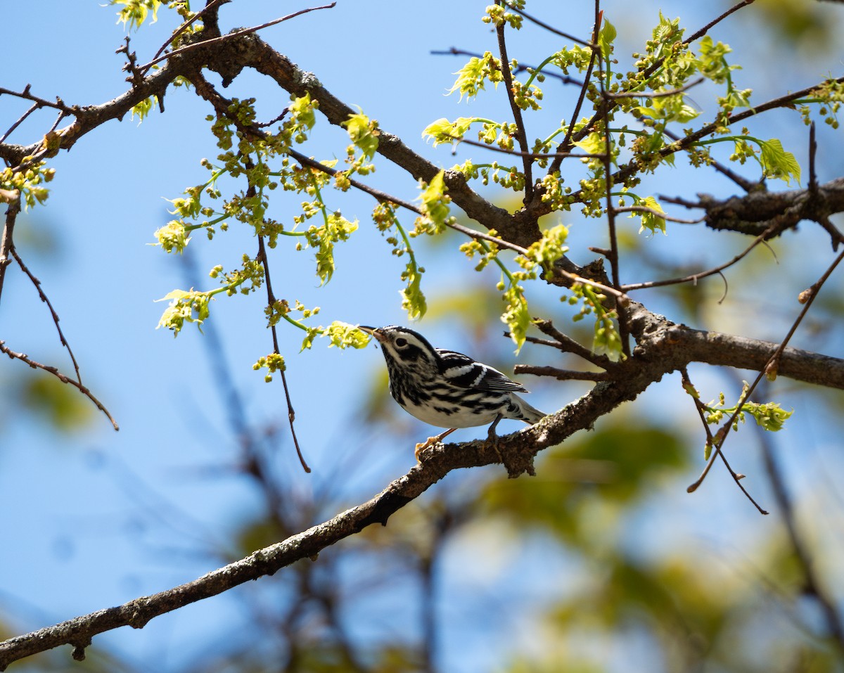 Black-and-white Warbler - ML618386853