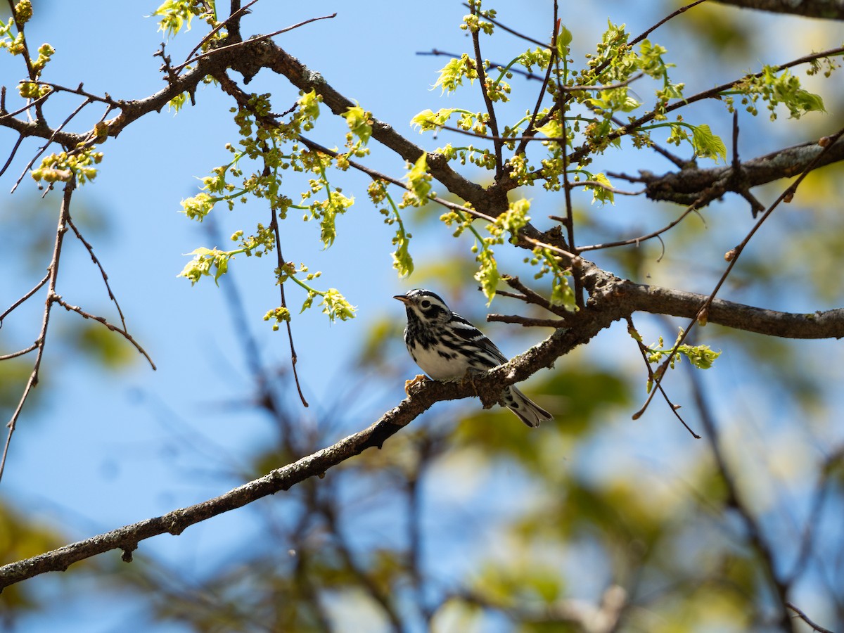 Black-and-white Warbler - ML618386855