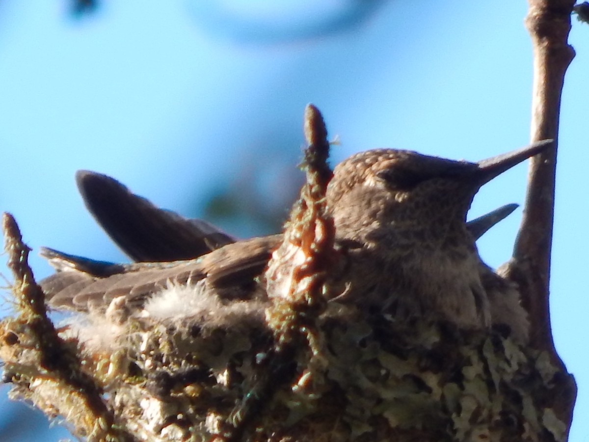 Anna's Hummingbird - ML618386862