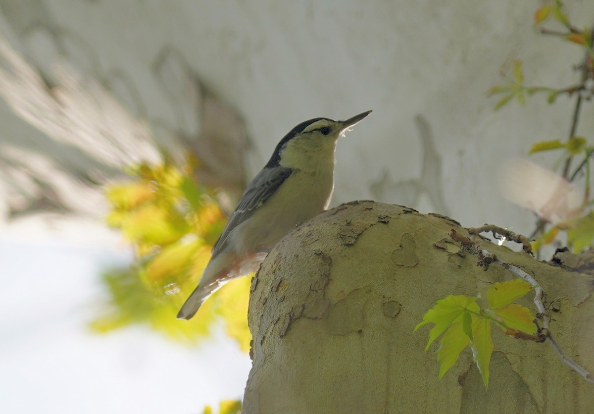 White-breasted Nuthatch - ML618386873