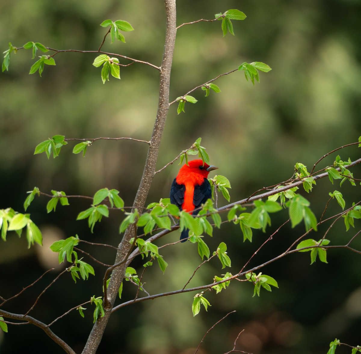 Scarlet Tanager - ML618386882