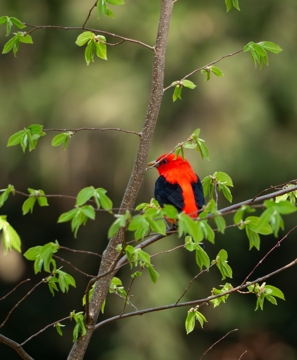 Scarlet Tanager - ML618386887