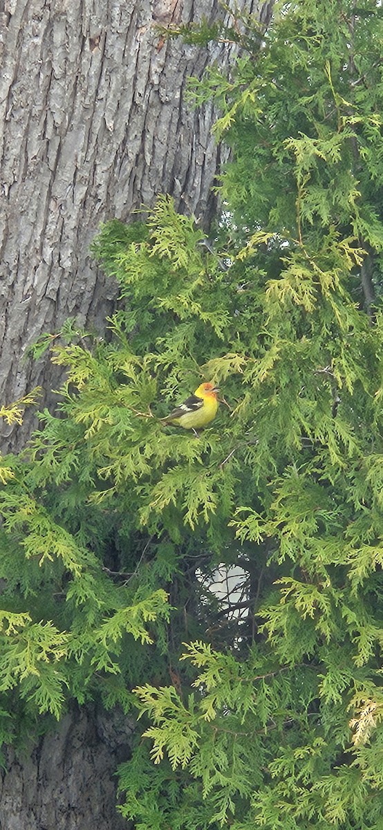 Western Tanager - ML618386899
