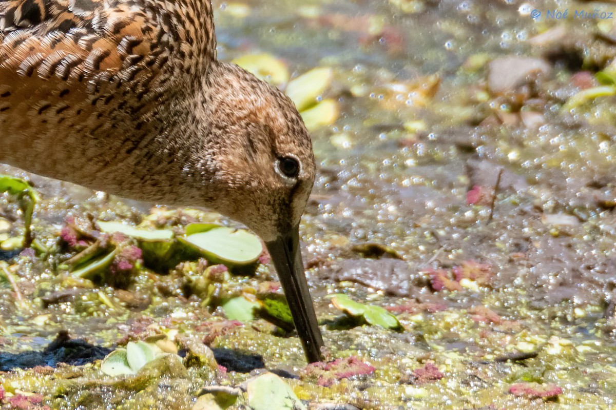 Long-billed Dowitcher - ML618386910