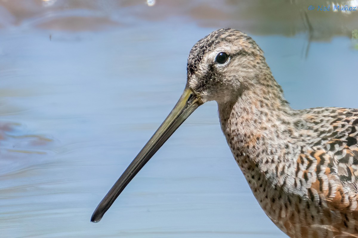 Long-billed Dowitcher - ML618386911