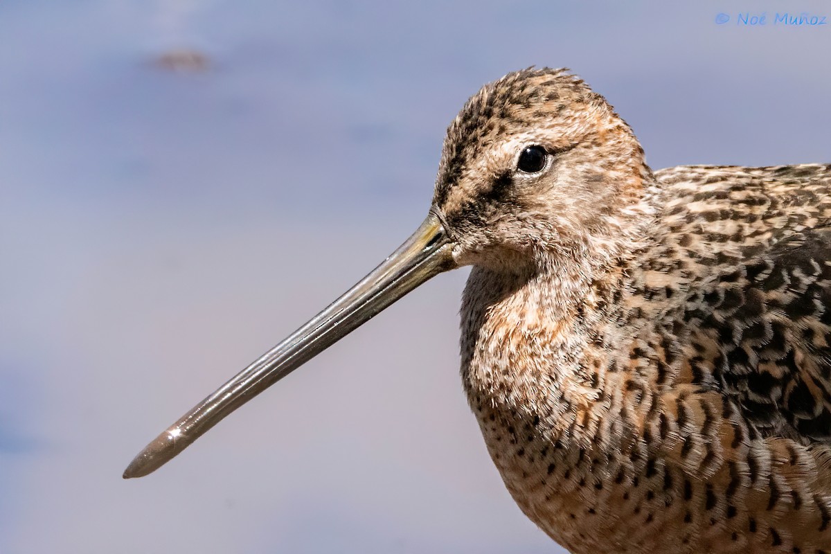 Long-billed Dowitcher - ML618386912