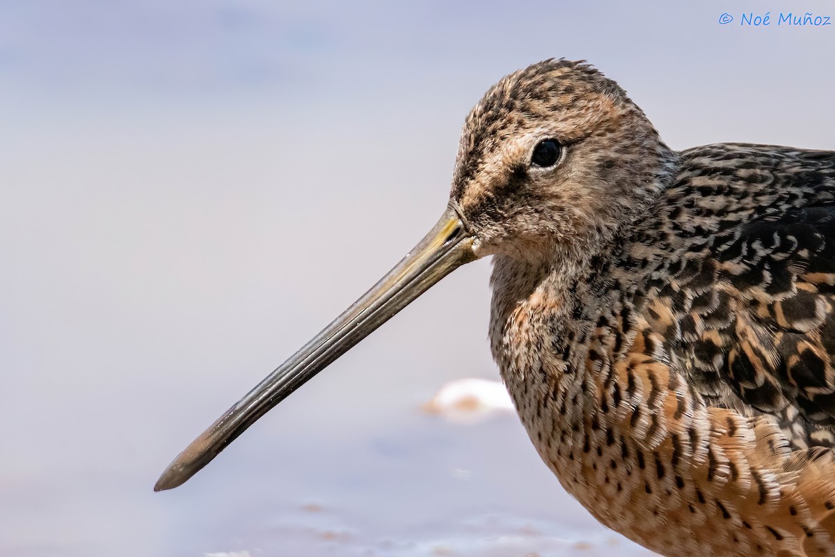Long-billed Dowitcher - ML618386913