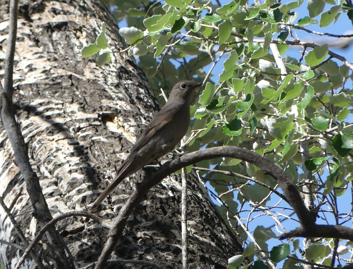 Townsend's Solitaire - ML618386947