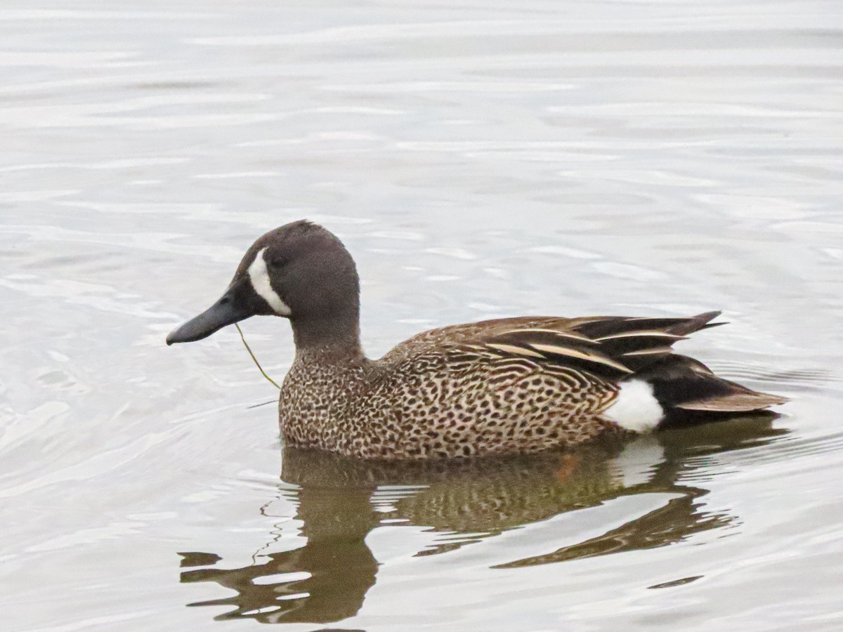 Blue-winged Teal - ML618387007