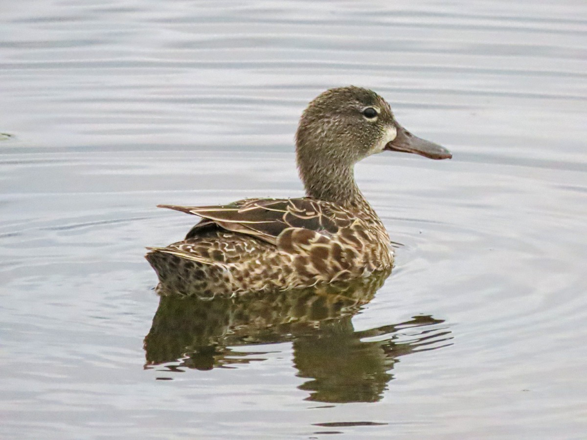 Blue-winged Teal - ML618387008