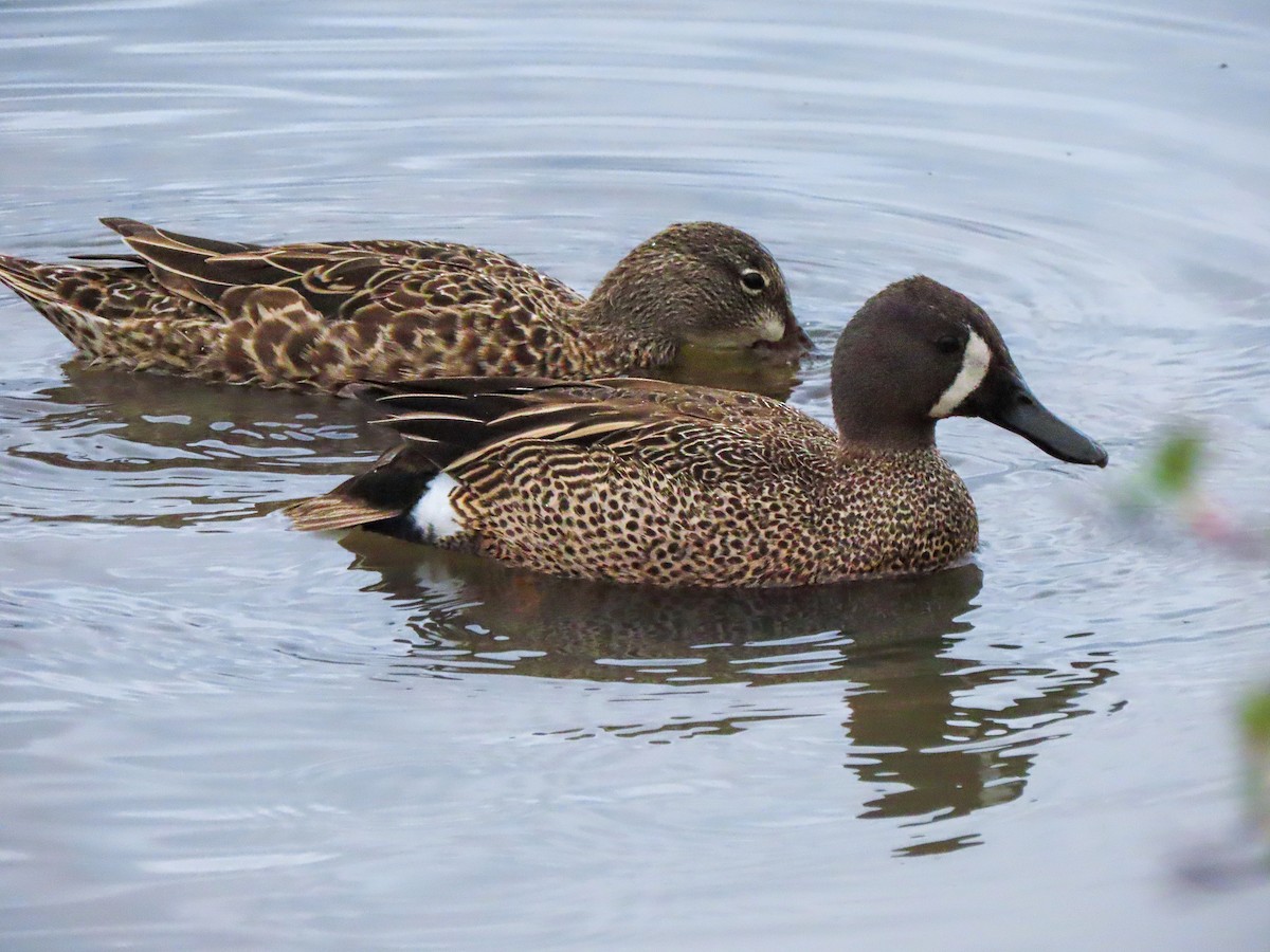 Blue-winged Teal - ML618387009