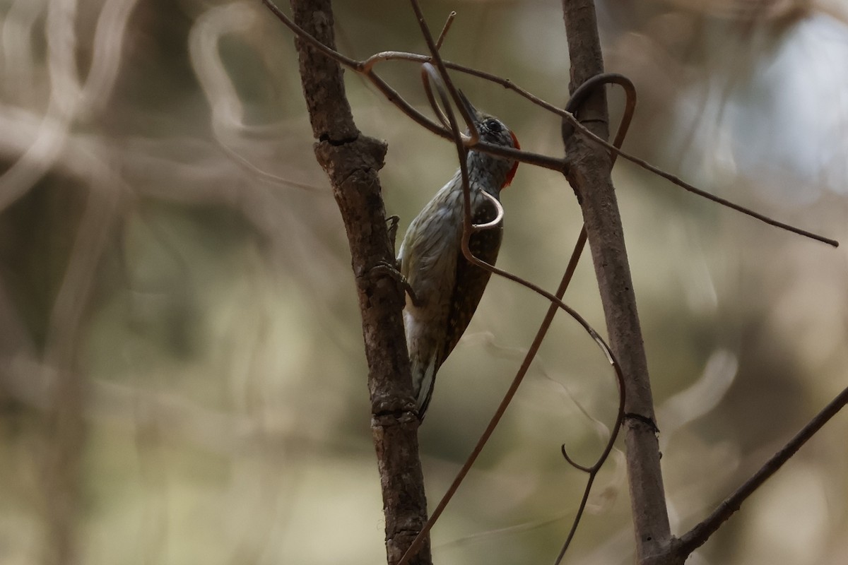 African Gray Woodpecker - ML618387017