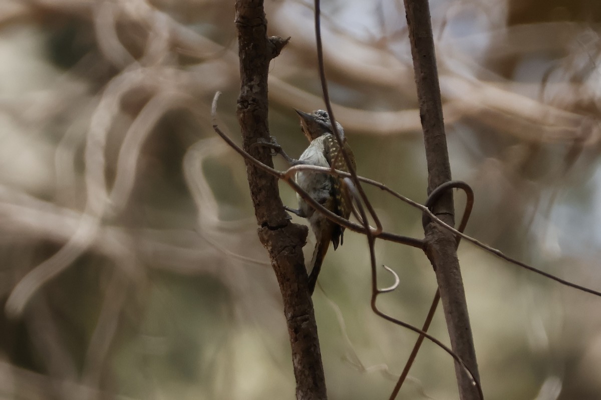 African Gray Woodpecker - ML618387018