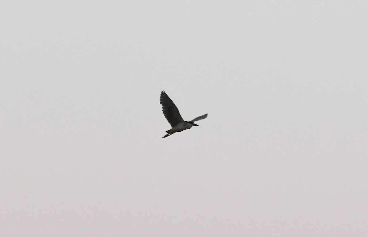 Black-crowned Night Heron - ML618387031