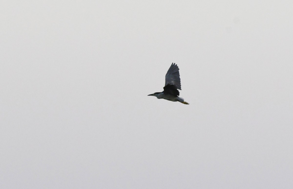 Black-crowned Night Heron - ML618387032
