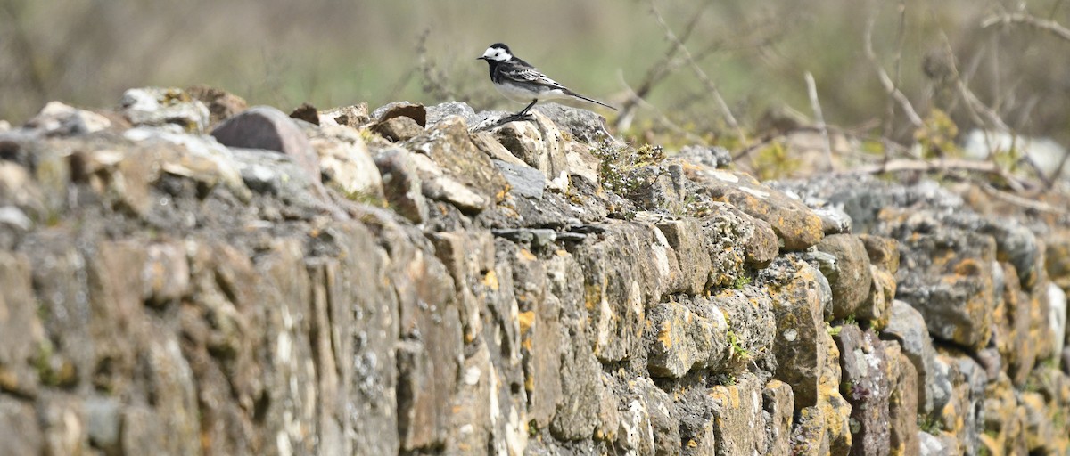 White Wagtail (White-faced) - ML618387061